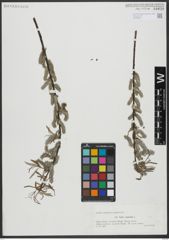 Foto von Salix viminalis L.